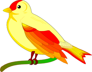 żółto-pomarańczowy ptak